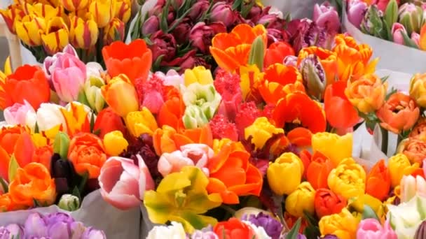 Vackra mångfärgade olika tulpaner i en stor bukett på blomstermarknaden i Amsterdam, Nederländerna. Tulpan symbol för Holland — Stockvideo