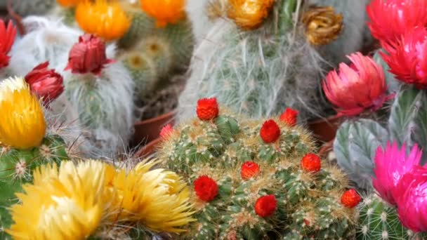 Indah berwarna-warni yang tidak biasa mekar cacti dari berbagai ukuran dan bentuk. Koleksi besar tanaman berbunga hijau merah muda bunga oranye merah muda — Stok Video