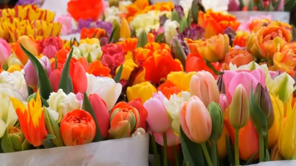 Gyönyörű sokszínû különböző tulipánok egy nagy csokor virágpiac Amszterdam, Hollandiában. Holland tulipánszimbólum — Stock videók