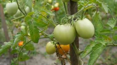 Bahçedeki bir çalılıkta yeşil olgunlaşmamış domatesler yetişiyor.