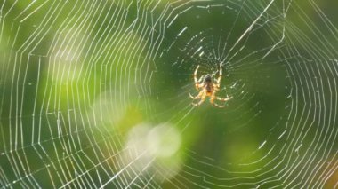 Kahverengi örümcek savaşçısı yazın bir ağaca ağ örer. Ağaçların yeşil yapraklarının arka planında ağ örme. Büyük güzel yuvarlak ağ