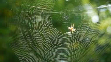 Kahverengi kaplan renkli haçlı örümceği, yazın ağaçların yeşil yapraklarına karşı pençeleriyle bir ağ örüyor. Büyük, yuvarlak, yuvarlak örümcek ağı makrosu yakın görüş