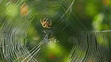 Kahverengi kaplan renkli haçlı örümceği, yazın ağaçların yeşil yapraklarına karşı pençeleriyle bir ağ örüyor. Büyük, yuvarlak, yuvarlak örümcek ağı makrosu yakın görüş