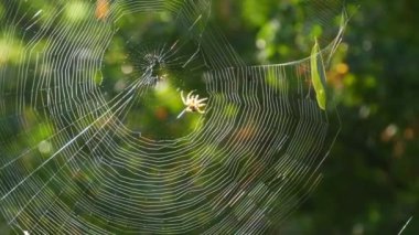 Ormandaki bir ağaçta kocaman yuvarlak bir ağ. Üzerine yeni iplikler ören bir örümcek savaşçısı