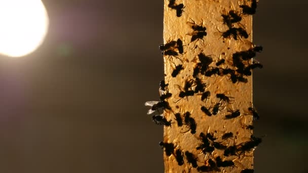 Cinta adhesiva amarilla para atrapar las moscas en la bombilla de fondo. Moscas muertas y vivas en una cinta adhesiva para atrapar insectos. Moscas en cinta adhesiva primer plano — Vídeos de Stock