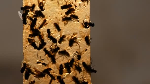 House flies on yellow sticky tape closeup. Dead and alive flies on a sticky tape for a catching insects. — Stock Video