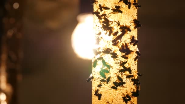 Жовта липка стрічка, щоб зловити мух на фоні лампочки. Мертві і живі мухи на липкій стрічці для ловлі комах. Літає на липкій стрічці крупним планом — стокове відео
