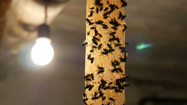 Moscas muertas y vivas en una cinta adhesiva para atrapar insectos. Las moscas en cinta adhesiva primer plano. Trampa volante en el fondo de una lámpara eléctrica — Vídeo de stock