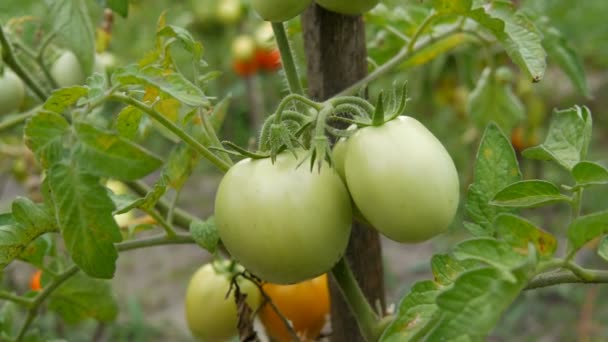 Зеленые незрелые помидоры растут на кустах в саду — стоковое видео