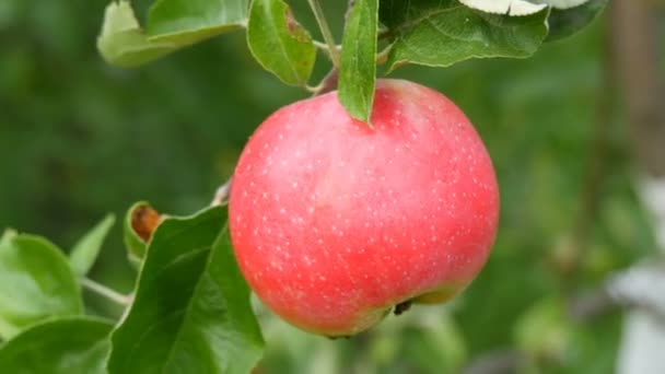 Duże dojrzałe czerwone jabłko dojrzewa na gałęzi drzewa — Wideo stockowe