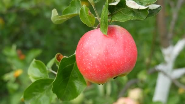 Велике стигле червоне яблуко дозріває на гілці дерева — стокове відео