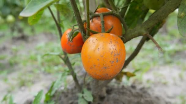 Οι ντομάτες κρέμονται στους θάμνους και ωριμάζουν για συγκομιδή. Φυτικός κήπος στο χωριό — Αρχείο Βίντεο