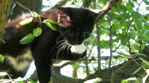 Hermoso gato blanco y negro con un largo bigote blanco se sienta en el árbol en el pueblo — Vídeo de stock