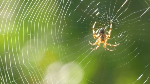 Eine große Spinne webt im Sommer ein Netz an einem Baum. Webarbeiten auf einem Hintergrund aus grünem Laub von Bäumen. große schöne runde Web-Makro aus nächster Nähe — Stockvideo