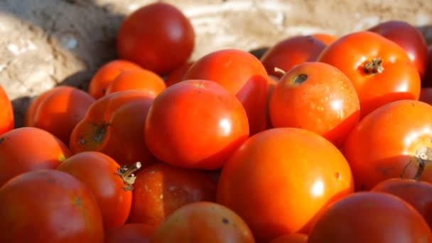 Grande hermosa cosecha de tomates frescos rojos solo de jardín rural en cuenco de hierro — Vídeos de Stock