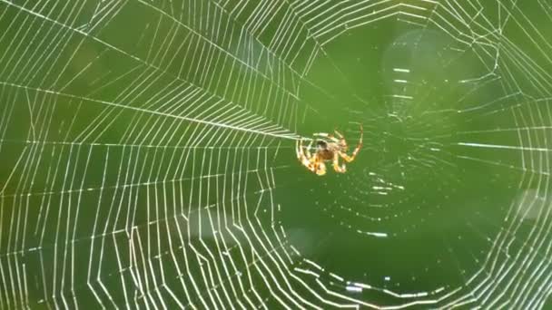 Büyük bir örümcek yazın ağaçta ağ örer. Ağaçların yeşil yapraklarından oluşan bir arka planda ağ örüyorum. Kocaman yuvarlak ağ makrosu. Yaklaş. — Stok video