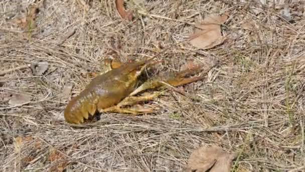 Um lagostim animado engraçado rasteja para trás na grama seca em um lago . — Vídeo de Stock