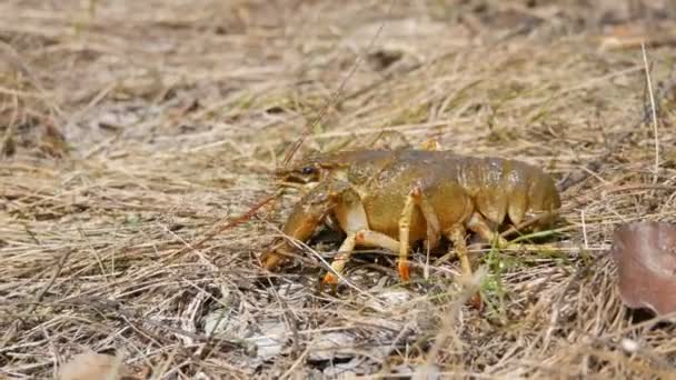 Um lagostim animado engraçado rasteja na grama seca em um lago . — Vídeo de Stock