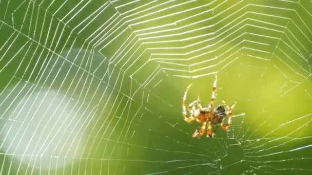 Un grande ragno tesse una ragnatela su un albero in estate. Tessitura di tela su uno sfondo di fogliame verde di alberi. Grande bella rotonda web macro da vicino — Video Stock