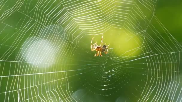 Hnědý pavoučí křižák v létě plete pavučinu na stromě. Webové tkaní na pozadí zeleného listoví stromů. Velký krásný kulatý web — Stock video