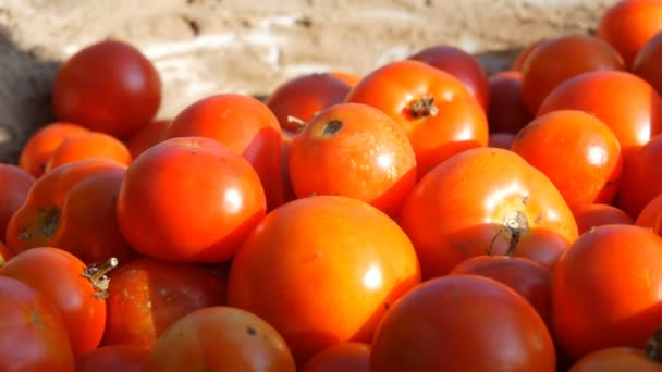 Grande bella raccolta di pomodori freschi rossi solo dal giardino rurale in ciotola di ferro — Video Stock