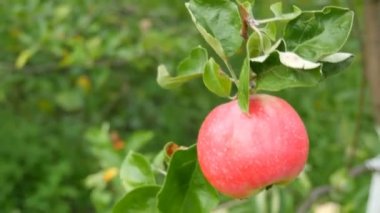 Büyük olgun kırmızı elma ağaç dalında olgunlaşır.