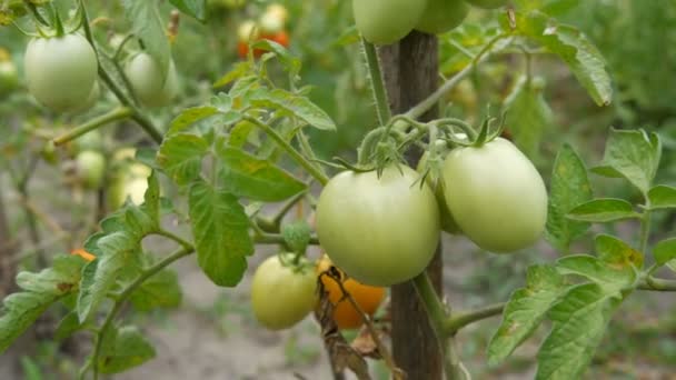 Les tomates sont suspendues au buisson et mûrissent pour la récolte. Potager dans le village 