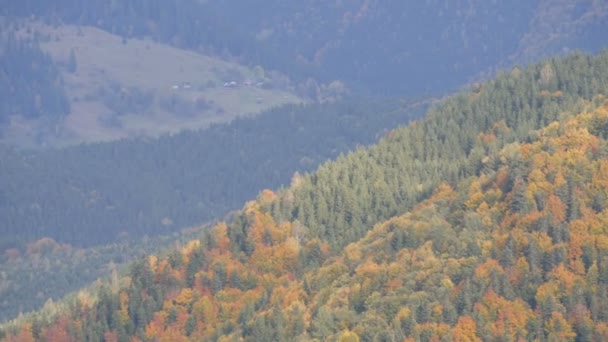 Vackra flerfärgade lövverk i Karpaterna i början av hösten i oktober. Den naturliga skönheten i några av de äldsta bergen i världen — Stockvideo