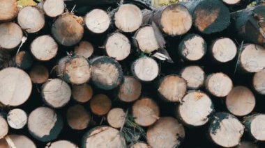 Taze kesilmiş odunlarla dolu büyük bir kamyon. Ağaç gövdeleri düzgünce dizilmiş. Dağ yolundaki bir kamyonda kereste nakli. Karavan taşıyan sanayi kamyonu yeni kesilmiş kütükler.