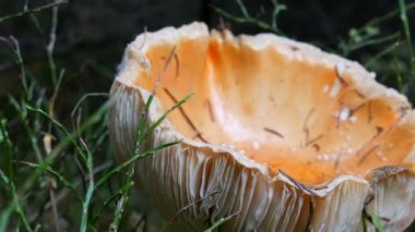 Çimenlerdeki dev mantarlar çok yakın görünüyor. Mantar hasadı sonbahar ekim hasadı