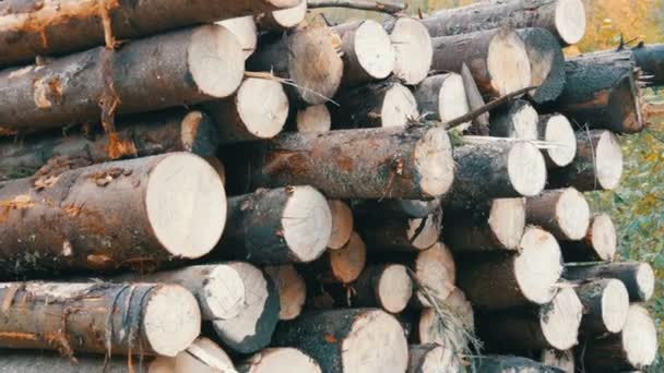 Caminhão industrial com reboque transporta troncos recém-serrados. Um troncos de árvore ordenadamente em fileira. Transporte de madeira em caminhão na estrada da montanha . — Vídeo de Stock