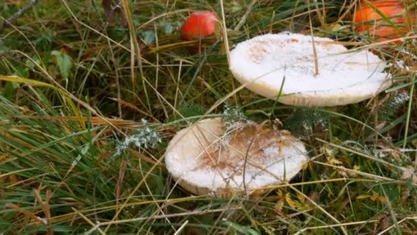 Grandes setas sobre hierba verde sobre las que cae nieve. Mosca roja agárica en las montañas Cárpatos — Vídeos de Stock