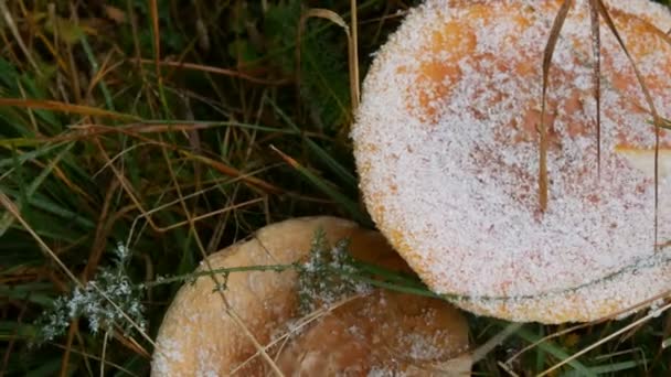 秋の雨の日に草の中に巨大なキノコ、最初の雪で覆われています。カルパチアの森のキノコの収穫 — ストック動画