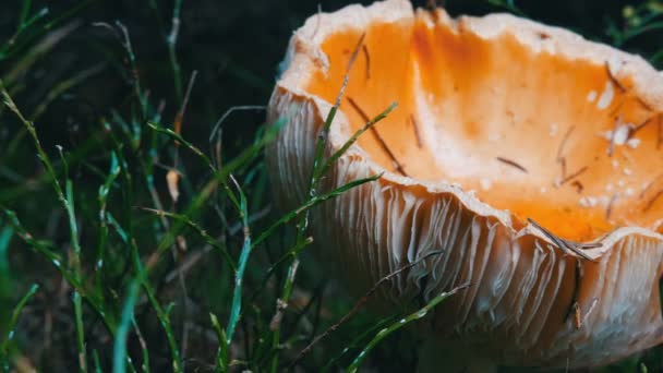 十月的蘑菇收获. 秋天草丛中的巨大蘑菇近视. — 图库视频影像