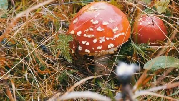 Automne Octobre récolte de champignons dans les Carpates. Agarics à la mouche rouge dans l'herbe sur laquelle tombe la première neige .