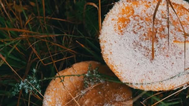 Říjnové období sklizně hub. Shora na vrcholu velkého množství muškařských agarických a jiných hub v trávě se sněhem v Karpatských horách — Stock video