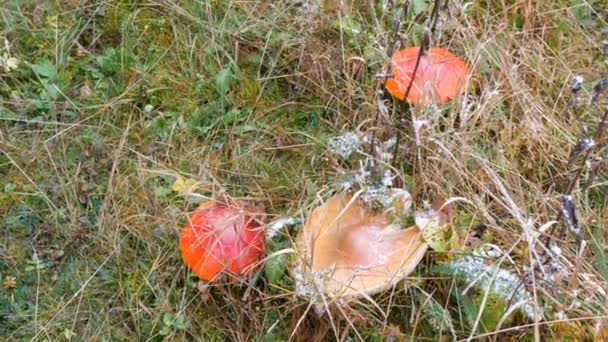 Grote paddenstoelen op groen gras waarop sneeuw valt. Rode vlieg agarisch in de Karpaten — Stockvideo