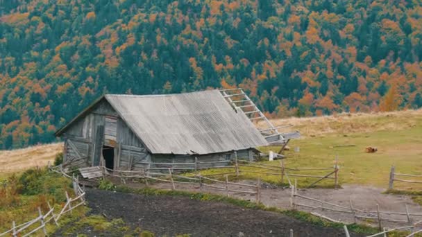 Old wooden abandoned wooden house for cattle in background of picturesque Carpathian mountains in autumn — Stock Video