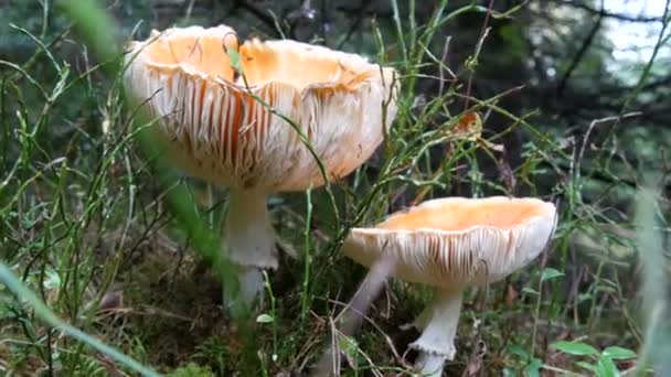 Velké muchomůrky nebo jedlé houby rostou v trávě na podzim. — Stock video