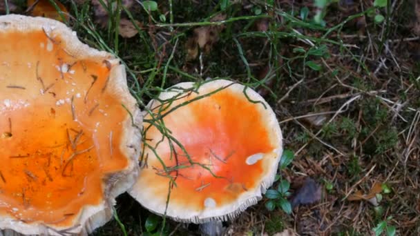 Récolte d'octobre des champignons. Champignon géant dans l'herbe en automne rany jour vue de près . — Video