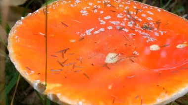 Çimenlerdeki büyük kırmızı sineklerin yakın görüntüsü. Ekim Sonbahar Mantar Hasat Sezonu