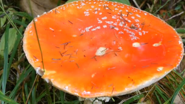 Close view of huge red fly agaric in the grass close up view. October Autumn Mushroom Harvest Season — Stock Video