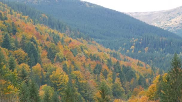 Schönes buntes Laub in den Karpaten im Frühherbst im Oktober. die natürliche Schönheit einiger der ältesten Berge der Welt — Stockvideo