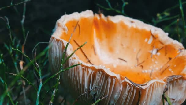 Riesige Riesenpilz im Gras Nahsicht. Herbst Oktober Ernte der Pilze — Stockvideo