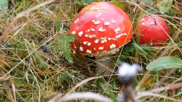 Large red fly agaric in grass in autumn in October. Mushroom Harvest Season — Stock Video