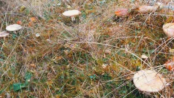 큰 버섯들 이 눈이 내리는 푸른 잔디 위에 있습니다. 카르파티아 산맥에서 식 하는 붉은 파리 — 비디오