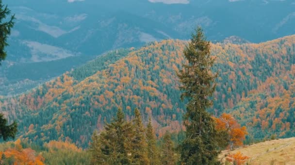 Bellissimo fogliame multicolore nelle montagne dei Carpazi all'inizio dell'autunno di ottobre. Le bellezze naturali di alcune delle montagne più antiche del mondo — Video Stock