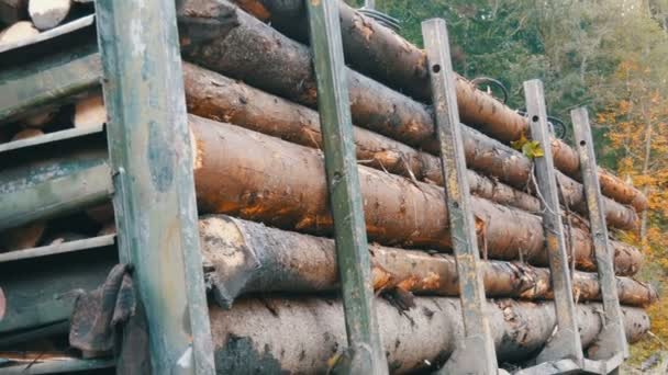 Egy nagy teherautó, tele frissen fűrészelt fával. A fatörzsek szépen sorban állnak. Faanyag szállítása egy teherautón a hegyi úton. Ipari teherautó pótkocsi szállítással frissen fűrészelt rönk — Stock videók