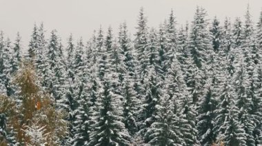 Çam kaplamalı kar. Ekim 'de Karpat Dağları, İskoçya' da ilk kar