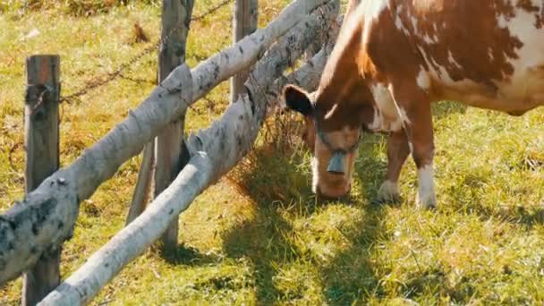 Drôle de vache rouge et blanche avec une grande cloche métallique sur le cou pâturages, mange de l'herbe près de clôture en bois maison — Video